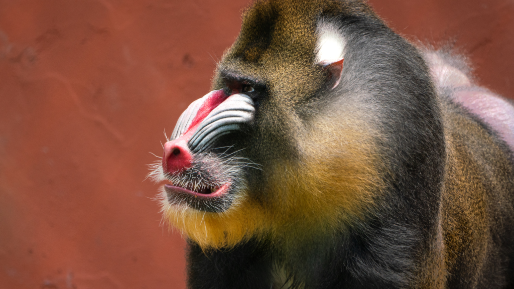 Mandrill