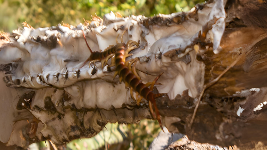 Amazonian Giant Centipede