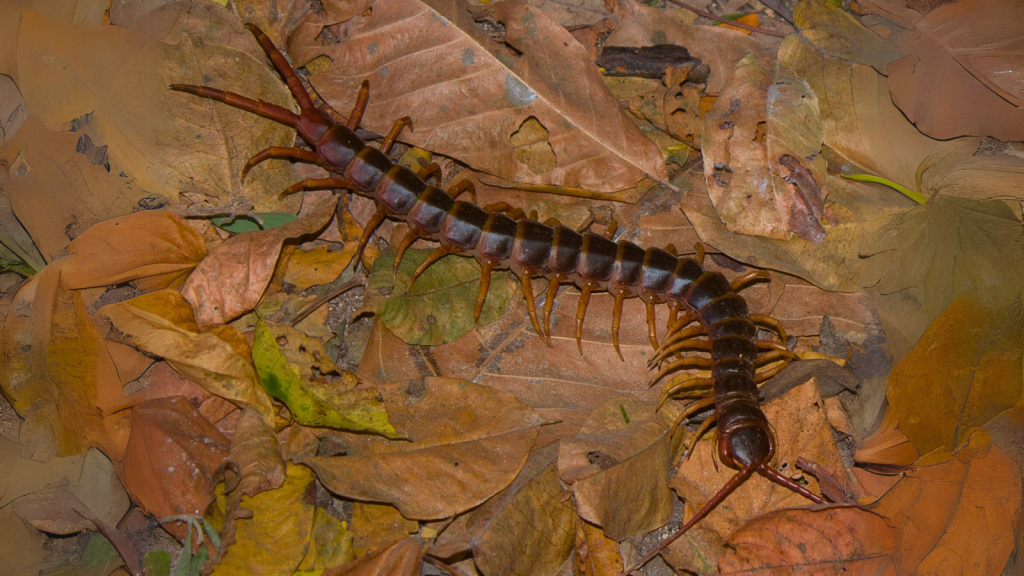 Amazonian Giant Centipede