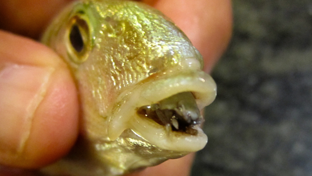 Cymothoa Exigua