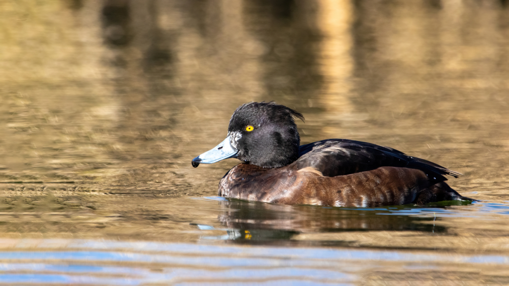 Tufted Duck