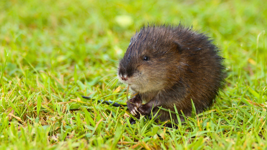 Muskrat