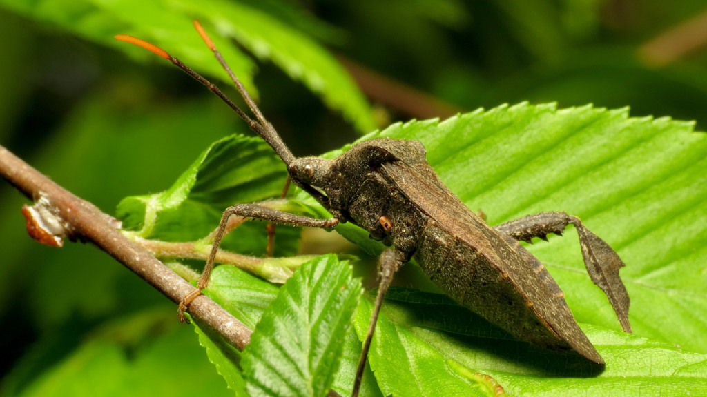 Leaf-Footed Bug | 17 Tiny Creatures With Outrageous Strength