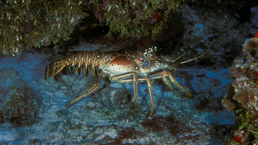 Caribbean Spiny Lobster