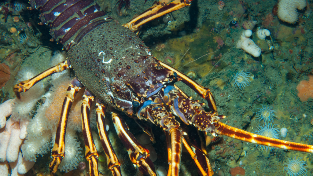 European Spiny Lobster