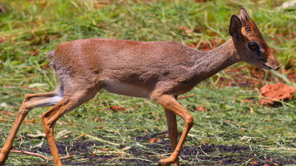 Dik-Dik