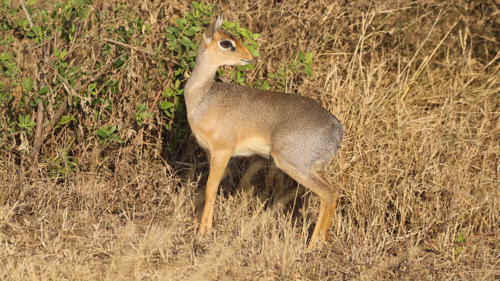 Dik-Dik