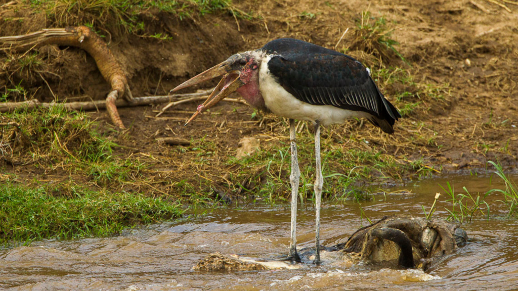 Marabou Stork 