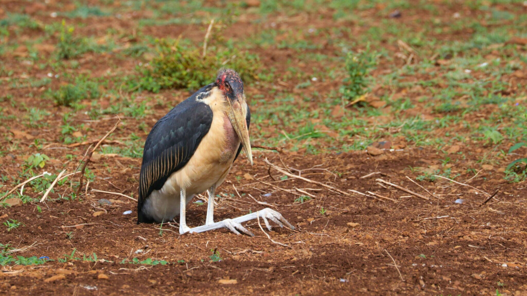 Marabou Stork 