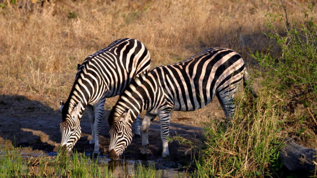 Plains Zebra