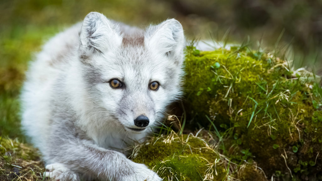 10 Amazing Facts About the Arctic Fox's Winter Survival Tactics