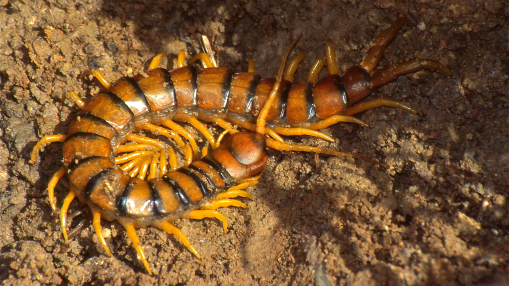 Mediterranean Banded Centipede