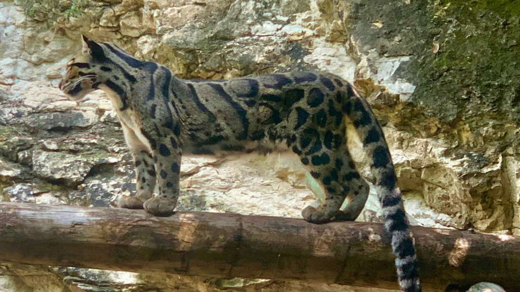 Clouded Leopard