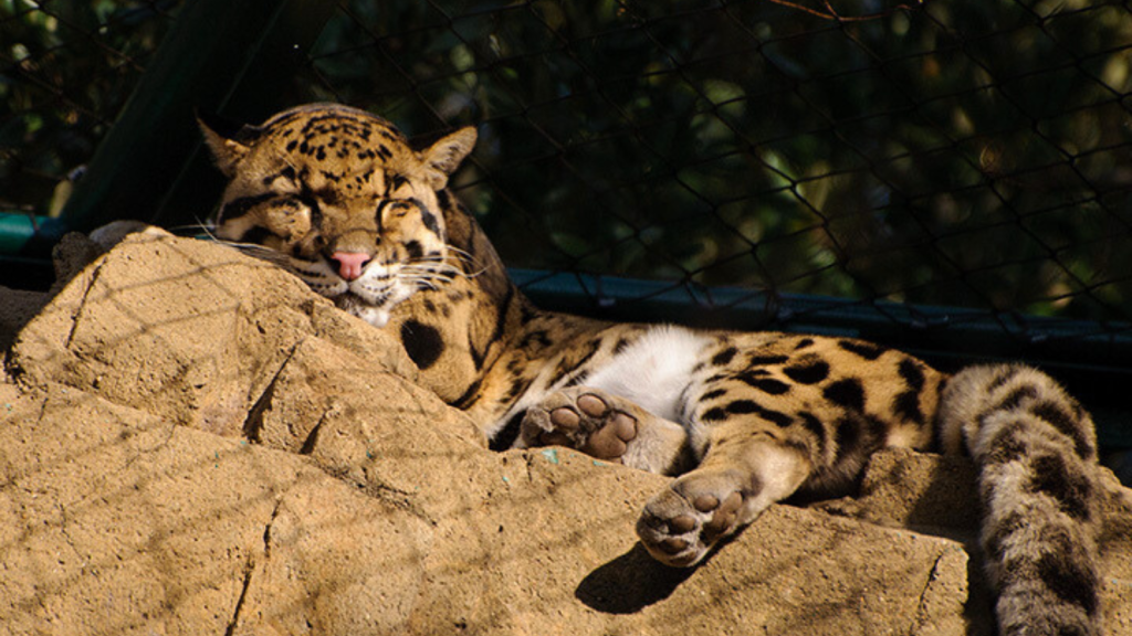 Clouded Leopard 