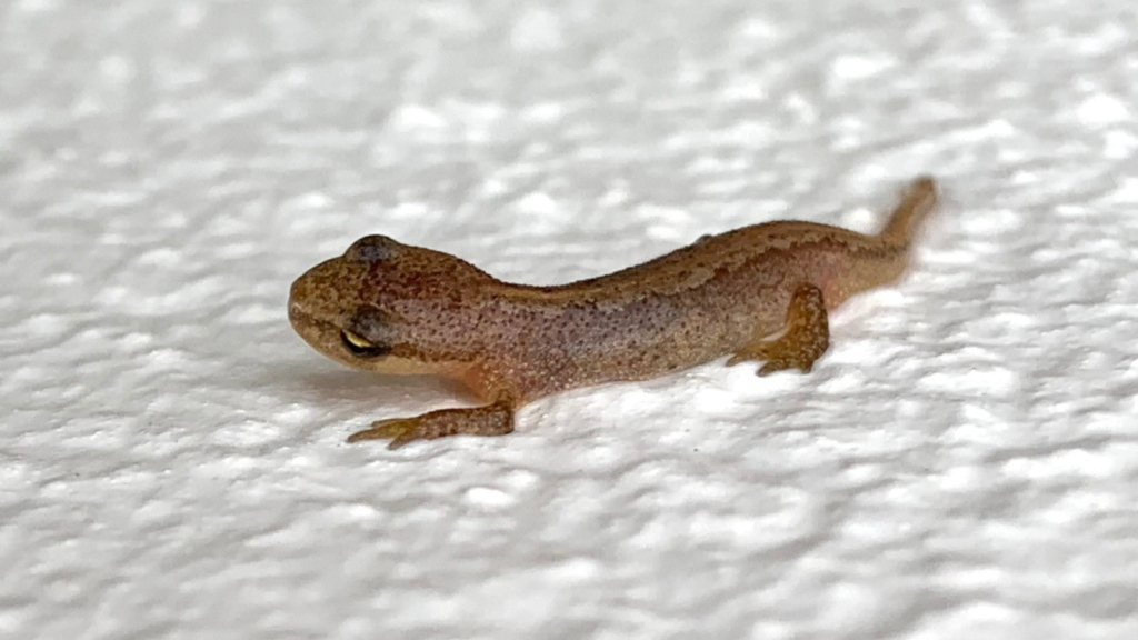 Palmate Newt 