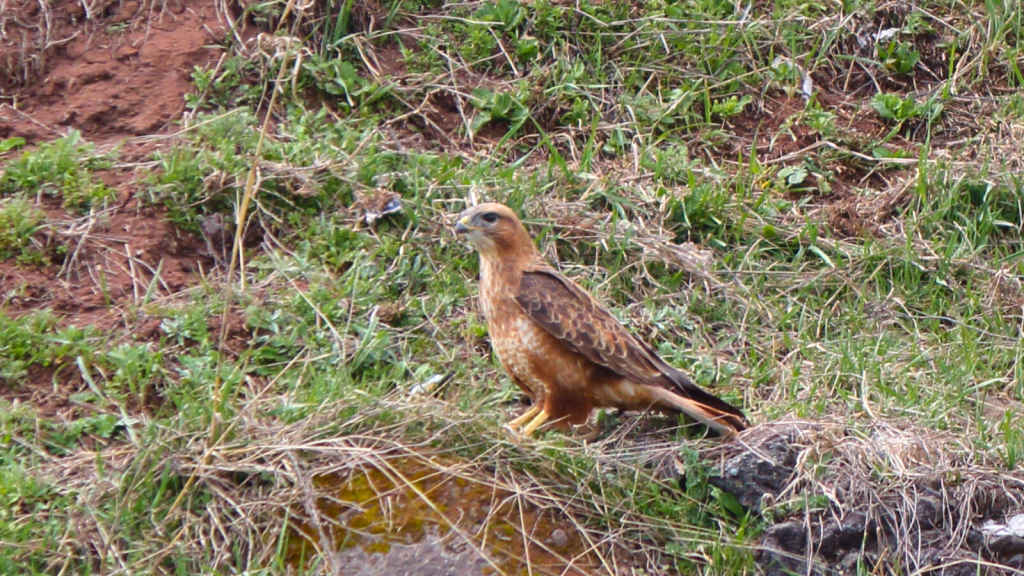 Steppe Buzzard