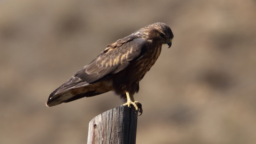 Common Buzzard