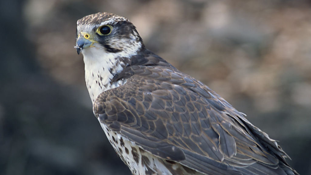 Saker Falcon