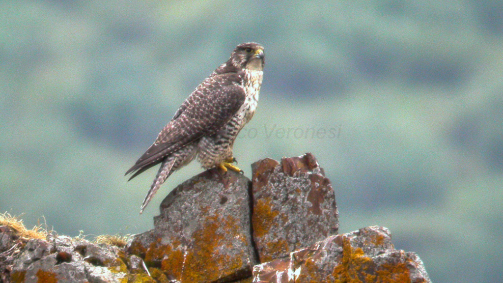 Gyrfalcon