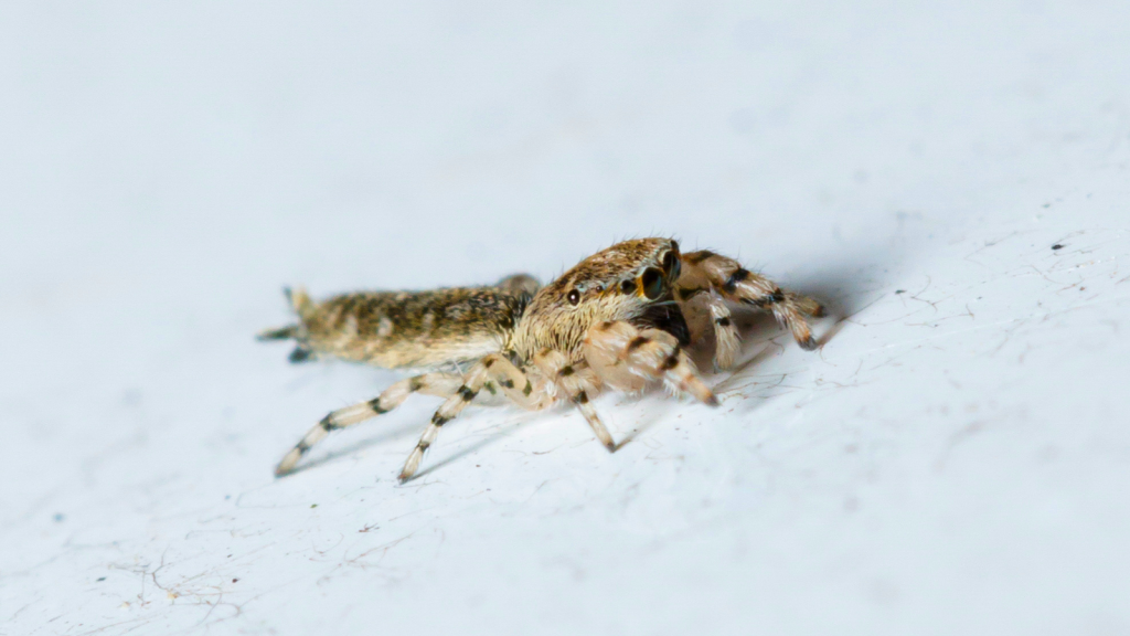 Stout Jumping Spider