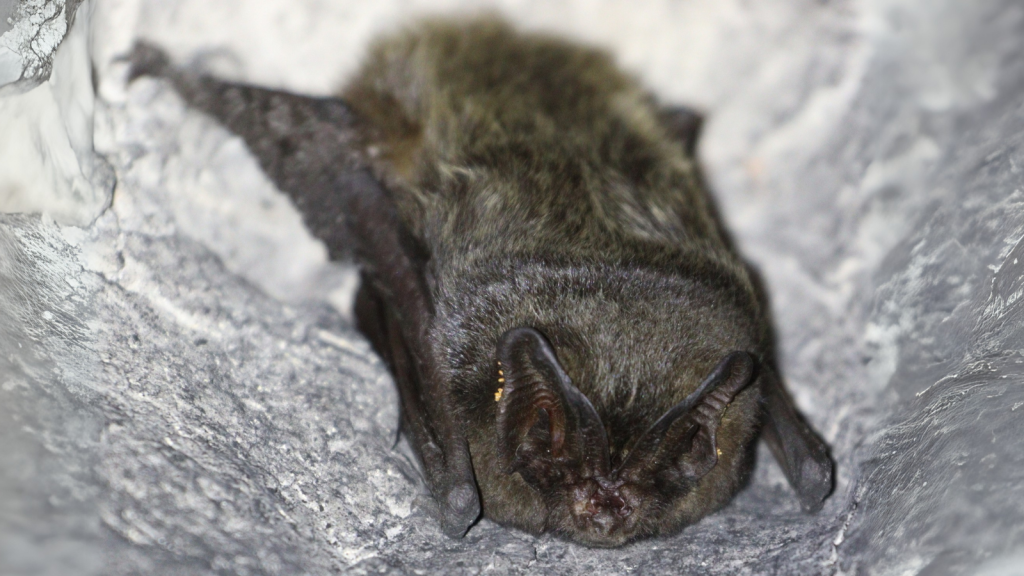 Barbastelle Bat