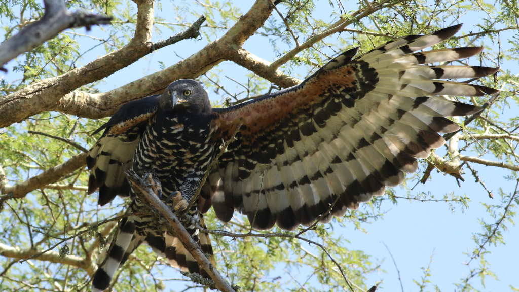 African Hawk-Eagle