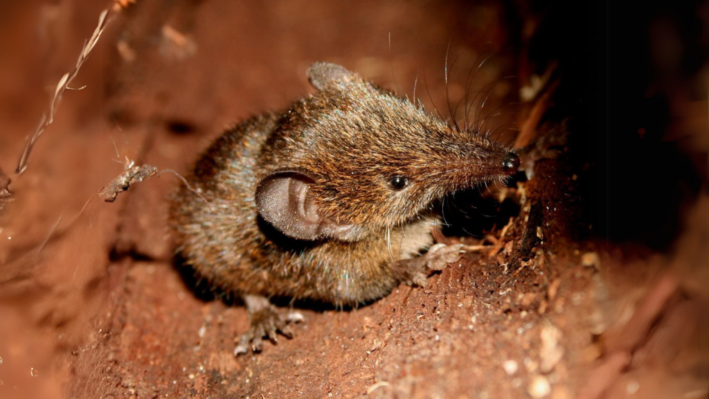 Cowan's Shrew Tenrec