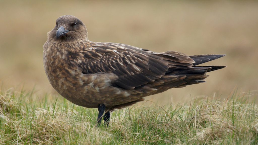 Great Skua