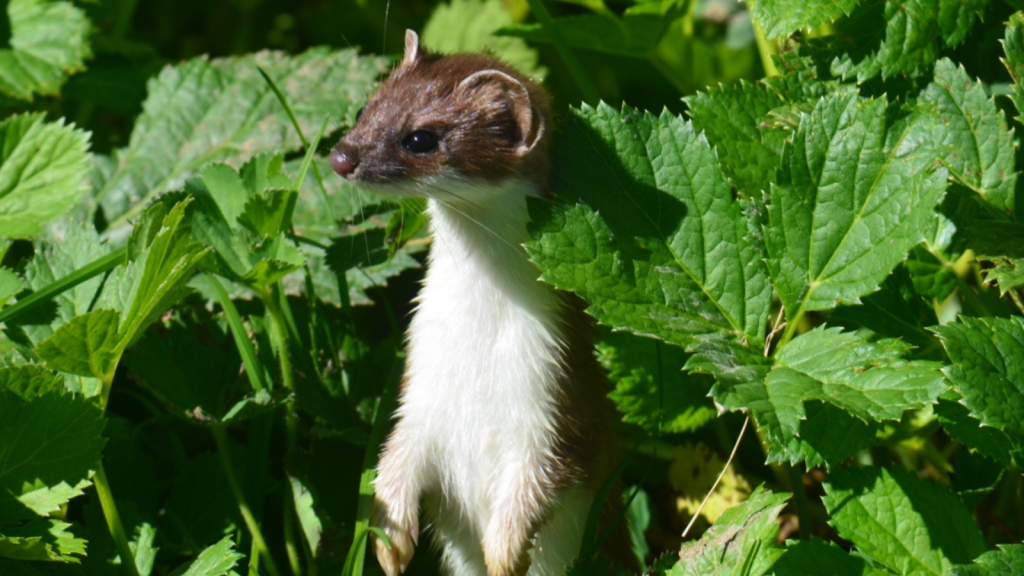 Stoat