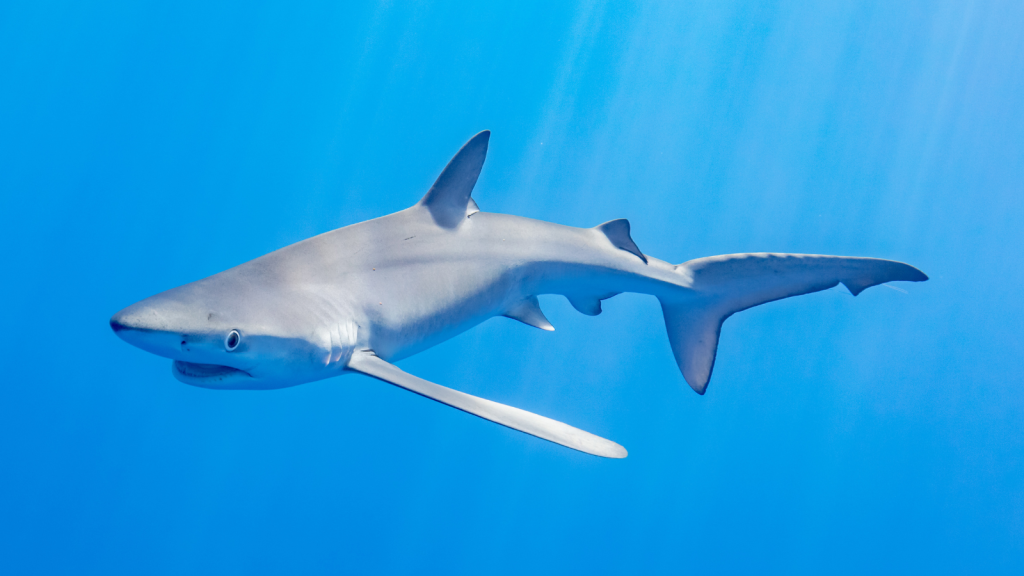 Blue Shark