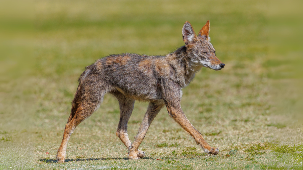 Coyote