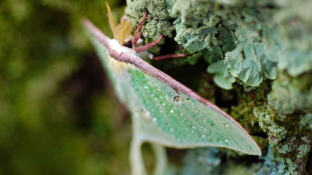 Luna Moth