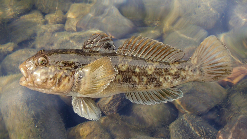 Round Goby