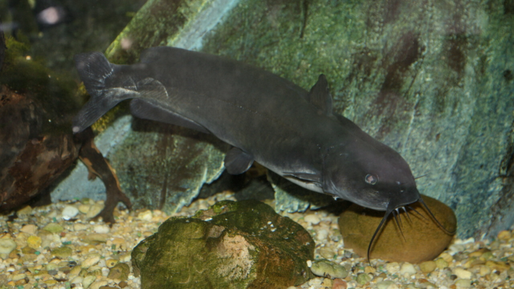 Channel Catfish