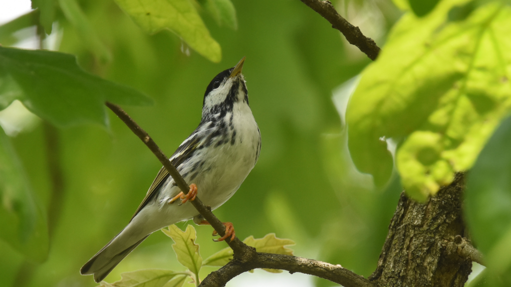 Blackpoll Warbler 