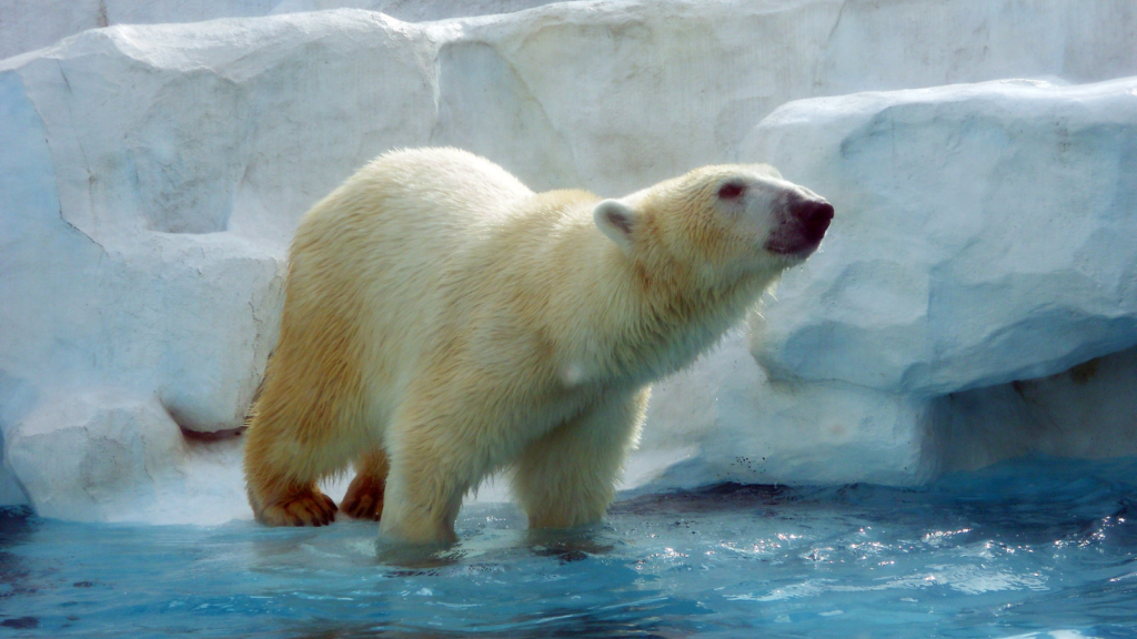 Polar Bear