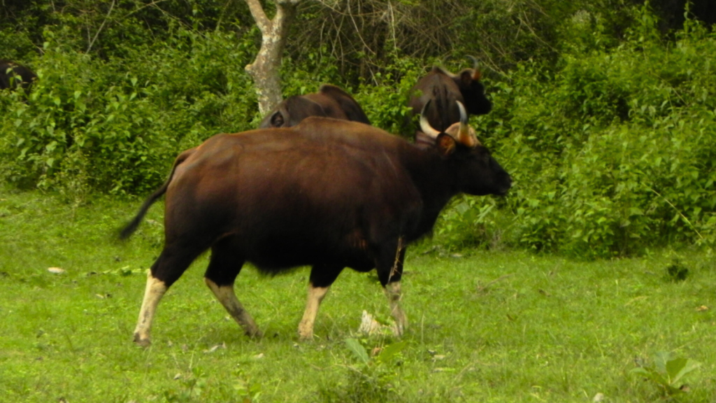 Indian Gaur