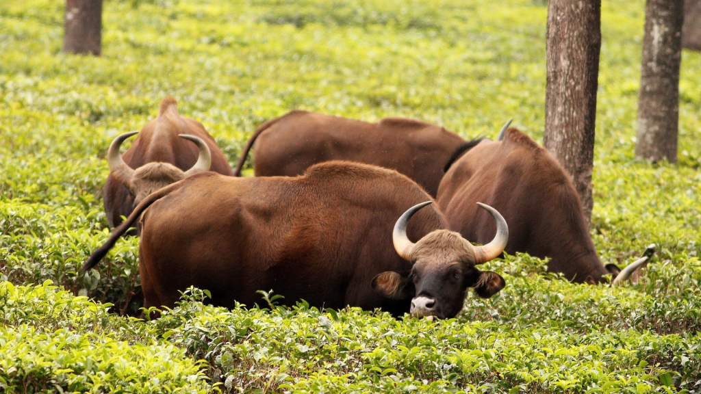 Indian Gaur