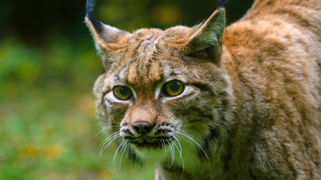 Lynx