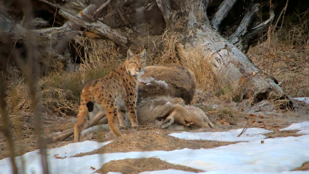 Eurasian Lynx