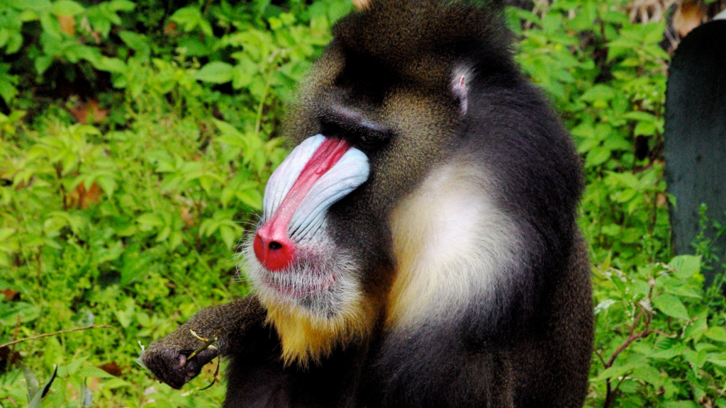 Mandrill 