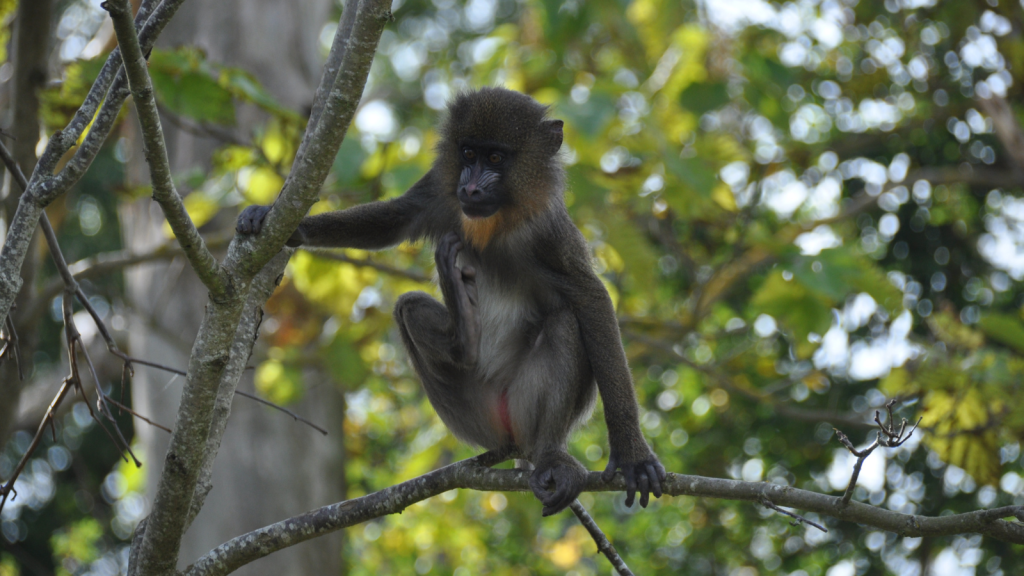 Mandrill