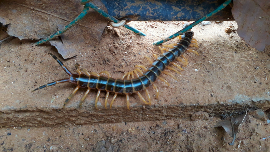 Amazonian Giant Centipede