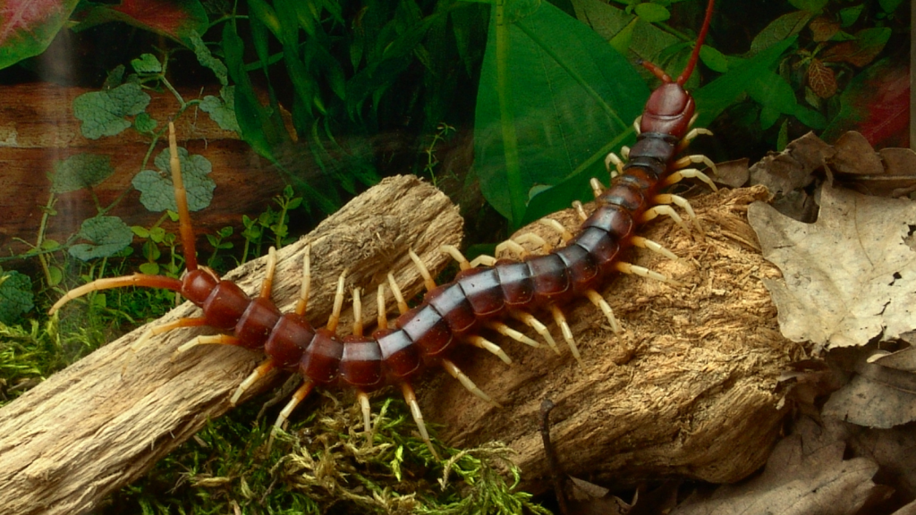 15 Surprising Facts About the Amazonian Giant Centipede