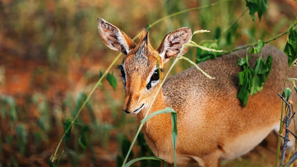 10 Fun Facts About the Adorable Dik-Dik