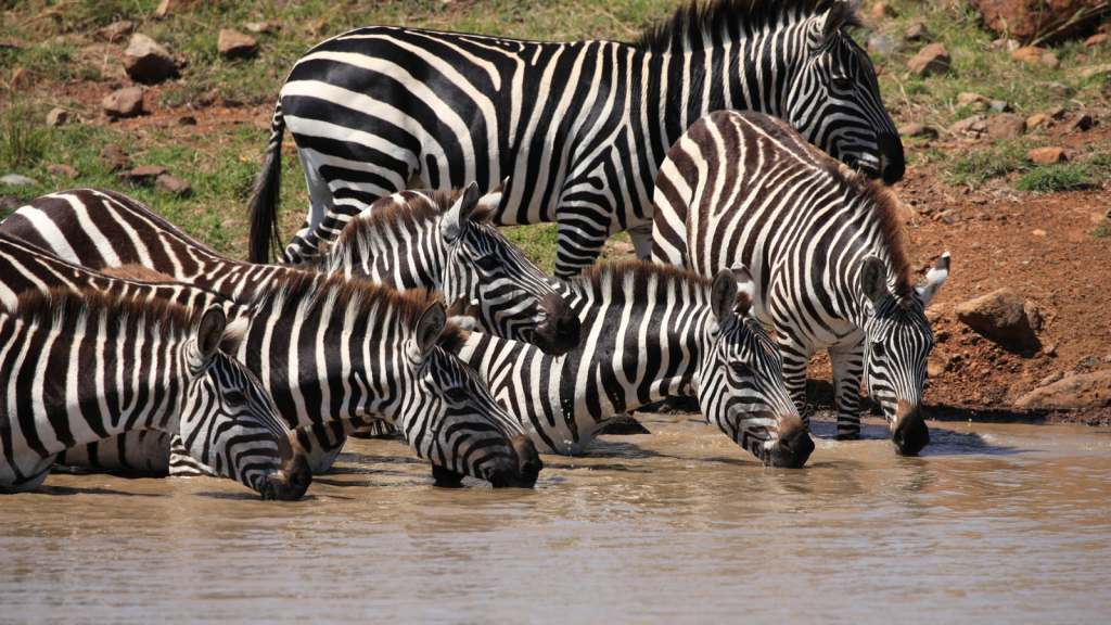 Plains Zebra