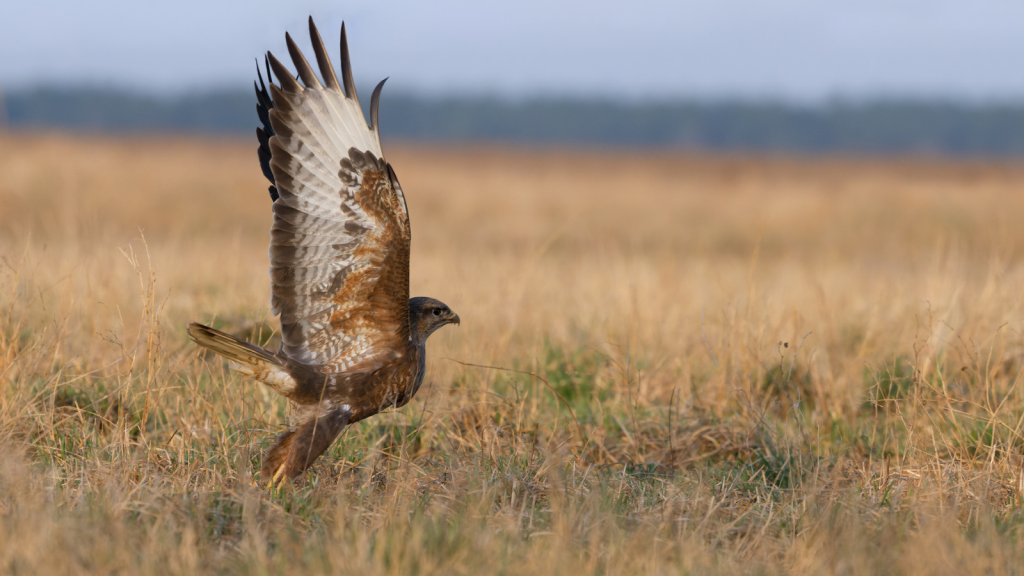 Common Buzzard 