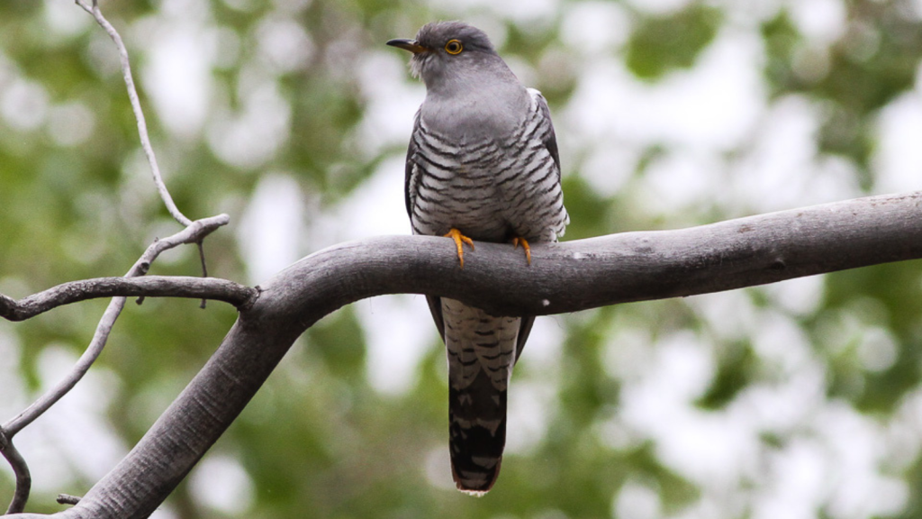 Common Cuckoo