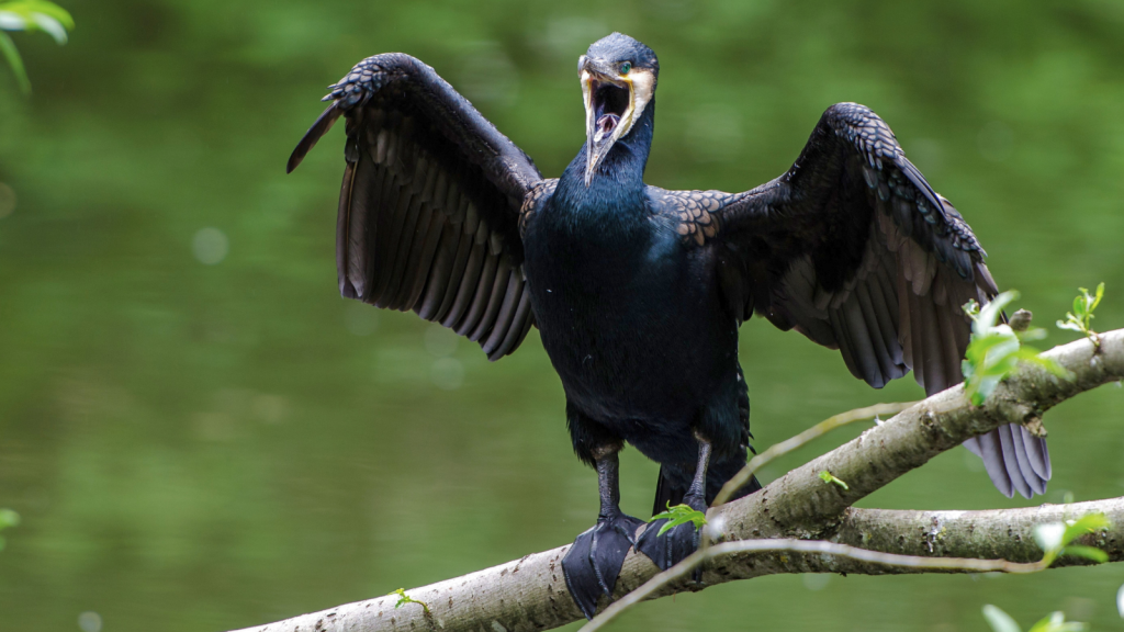 Great Cormorant | 15 Creatures Known to Eat Puffins