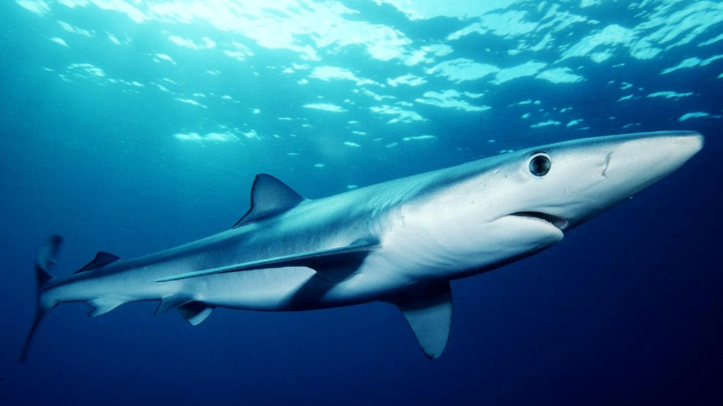 Blue Shark